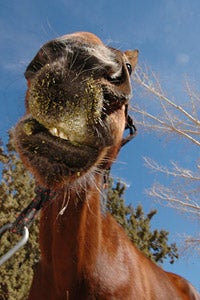 Close-up of horse's face