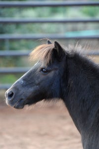 Hershey the mini pony