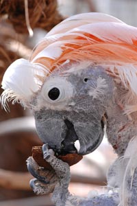 Josh the cockatoo Josh the cockatoo