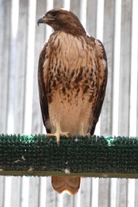Red-tailed hawk who recovered after being hit by a truck