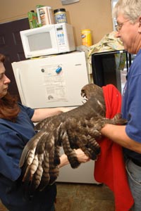 Man holding a red-tail hawk Man holding a red-tail hawk