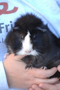 Stella the guinea pig