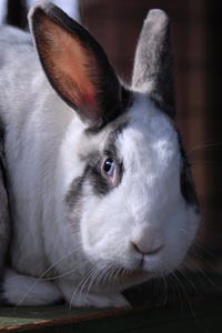 Beautiful white and gray rabbit