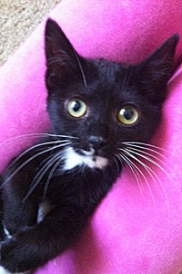 Cute tuxedo kitten needing a foster home