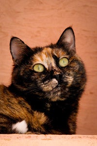 Korky Torti the cat rescued from Lebanon