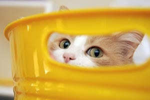 Cat whose immune system fought off the feline leukemia virus Cat whose immune system fought off the feline leukemia virus