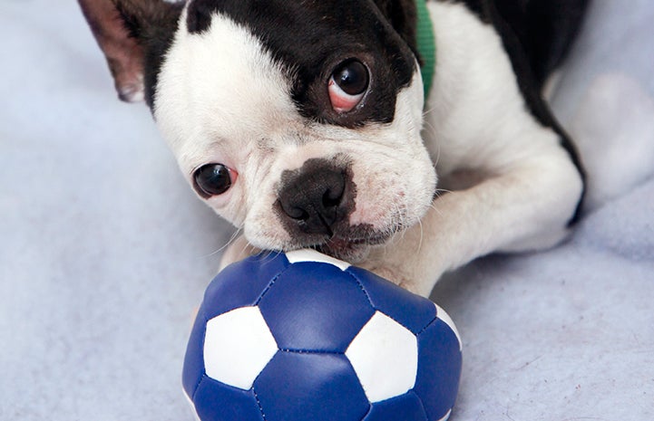 Sylvester the Boston terrier with a soccer ball