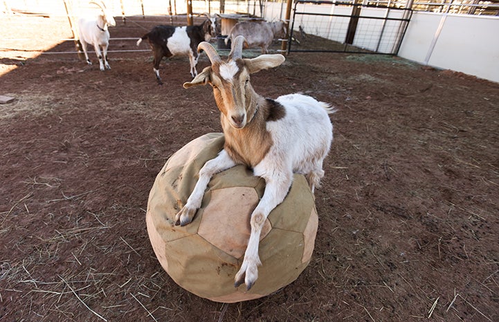 Cupid the goat lounging on a giant soccer ball