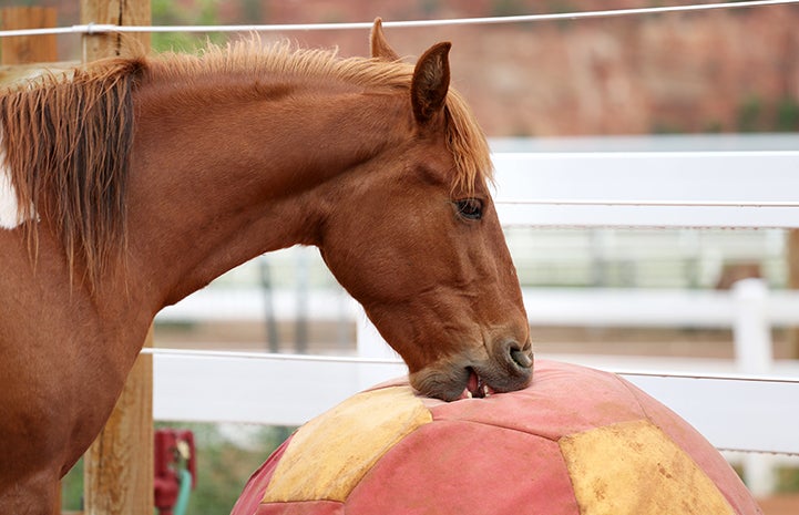 Daisy the horse trying to chew a large ball