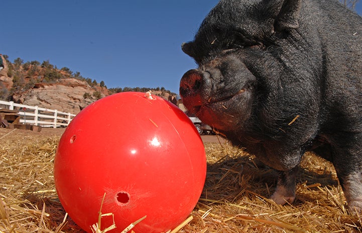 Dagwood the pig playing with a big red ball