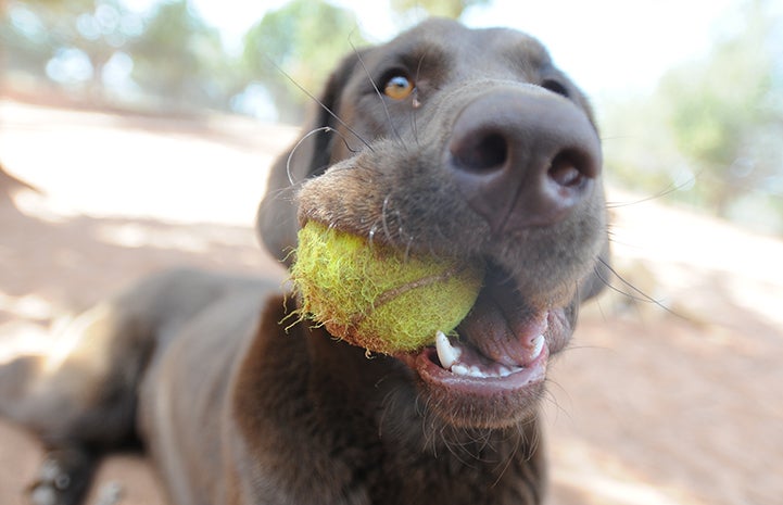 Hickory the dog with a tennis ball in his mouth