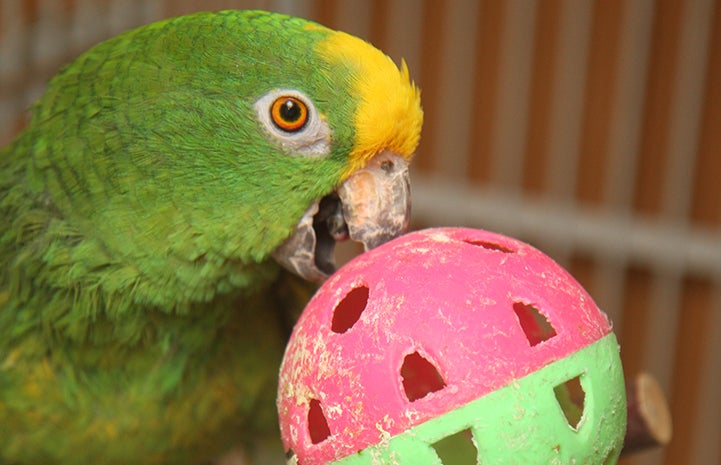 A parrot playing with a ball