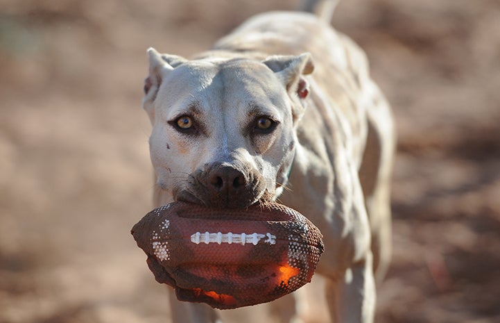 Pearl the dog holding a deflated football