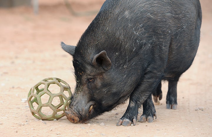 Jack the pig playing with a ball