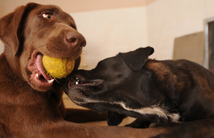 Hickory the dog holding a tennis ball while another dog tries to get it
