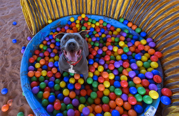 Bruce the dog in a ball pit