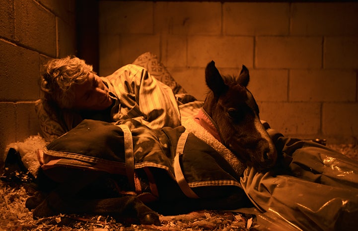 Linda snuggling with Prince the baby horse at night