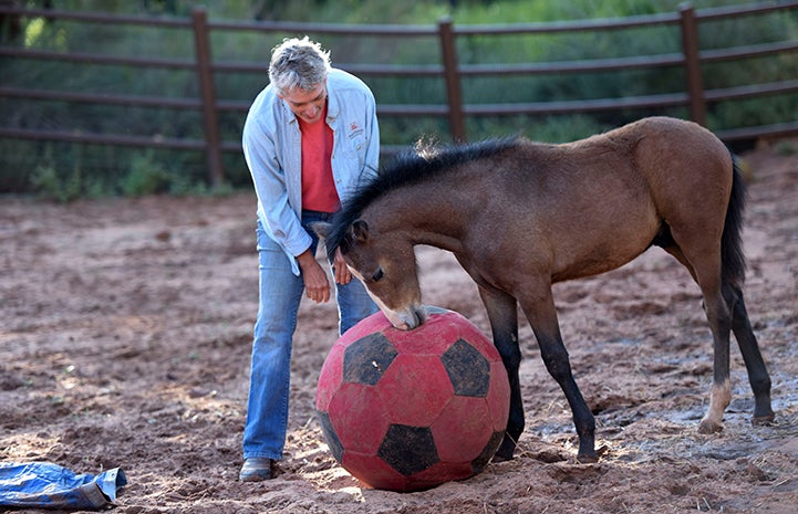 Linda with Prince the foal playing with a ball
