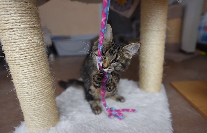 Being blind doesn't slow Sophia the kitten down at all