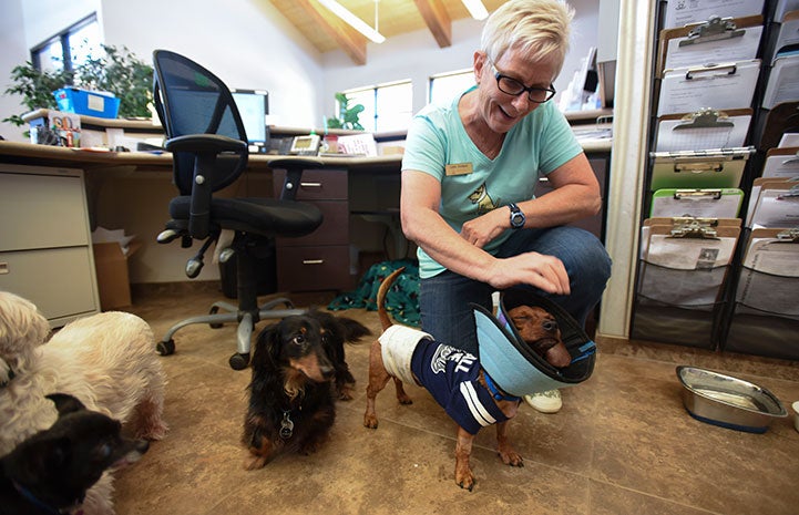 Dixon the dachshund helped at the front desk at the clinic