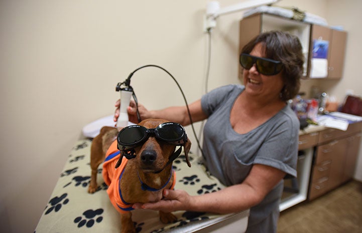 Dixon the wiener dog looking cool during his laser treatment