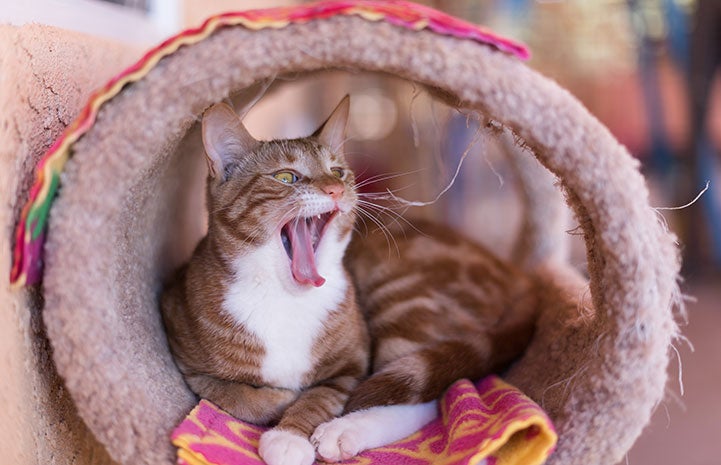 Fanta the cat yawning