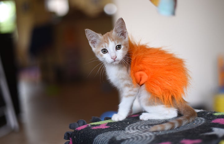 Gingersnap the kitten wearing her fuzzy orange sweater, her Lion King costume