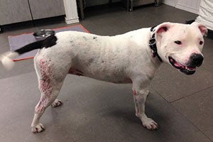 Jenny the white pit bull first arrived with badly damaged skin