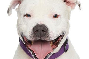 Jenny the white pit bull terrier is all smiles