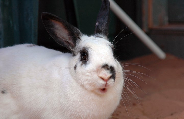 Bonnie the white and black rabbit is available for adoption from Best Friends Animal Sanctuary