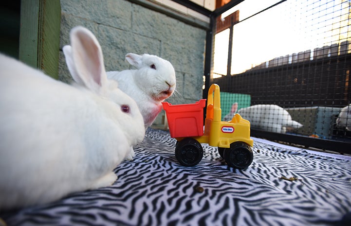 Ernie and Norah the rabbits playing with a toy truck