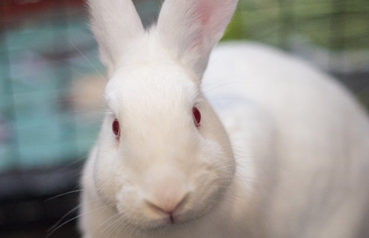 Garnet the cute white rabbit