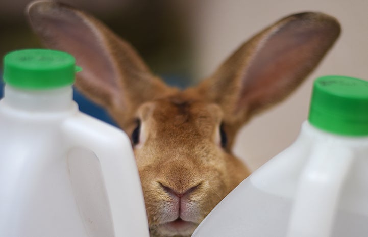 Lenny the rabbit posing behind two milk bottles