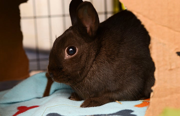 Lyle the black rabbit