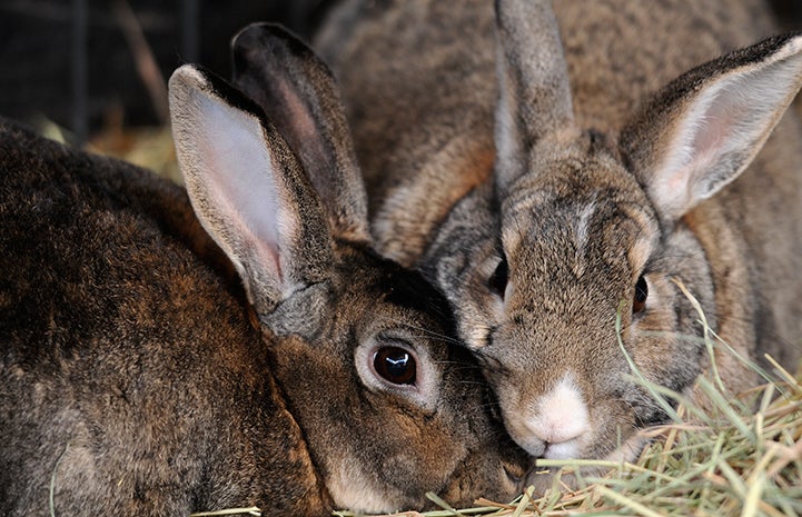 Nancy and Olivia the rabbits snuggling