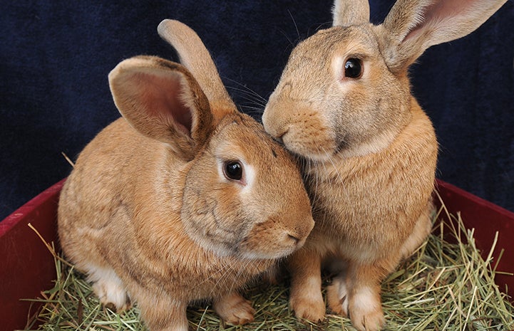 Rocco and Carmel the tan rabbits