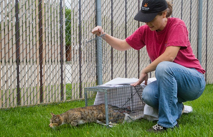 Community cat being released from a humane trap