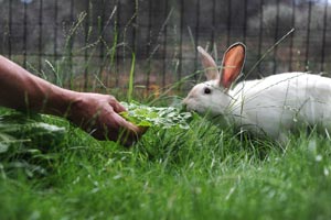 Page the rabbit would approach people who offered her food