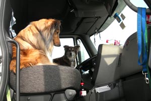 Leeda the dog enjoys car rides
