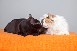 Black cat Atlantis who was a surrogate to kittens makes a new friend, a longhair calico cat