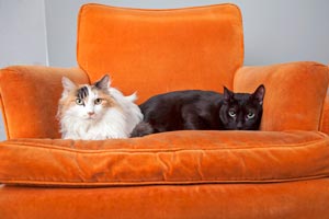 Atlantis the male surrogate cat hanging out on an orange chair with a longhair calico cat