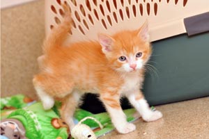 Keller the orange and white kitten