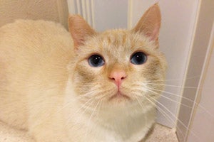 Neven the cat is adopted