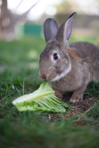 Some bunnies like MacGruber are bred to look like cottontails