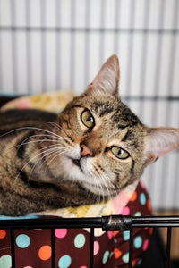 Annie the southpaw tabby cat who is left-handed