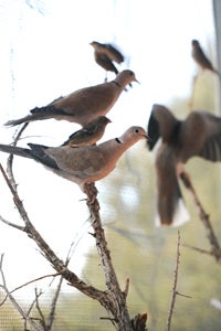 Birds perching in the flight aviary at Best Friends Animal Sanctuary