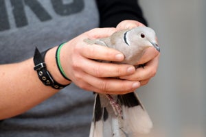 Woman holding the dove in preparation for release