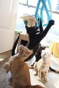 Kittens from TNR program playing with a toy