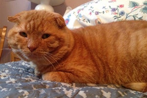 "Scottish fold" cat Gepetto is now a pampered housecat