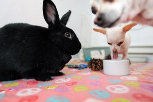 Girly Girl the rabbit enjoying time in the office with two small Chihuahuas